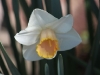 flower-daffodil